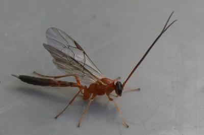 <i>Netelia</i>