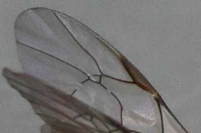 <i>Netelia</i>