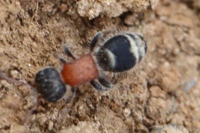 <i>Myrmilla</i>