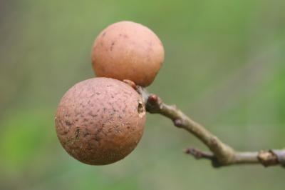 Cynips de la galle ronde du chêne