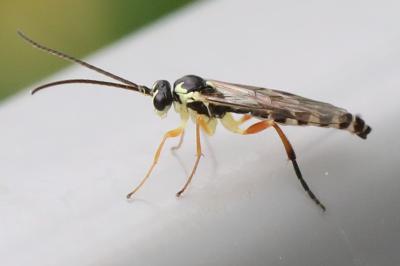 Ichneumon des syrphes