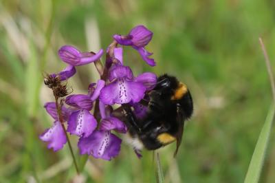 <i>Bombus terrestris/lucorum</i>