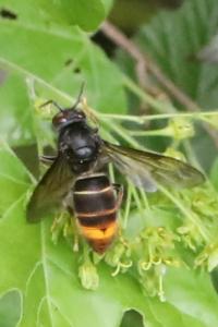 Frelon à pattes jaunes
