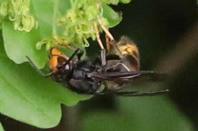 Frelon à pattes jaunes