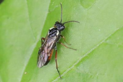 <i>Aglaostigma aucupariae</i>
