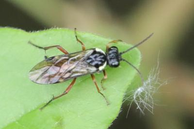 <i>Aglaostigma aucupariae</i>