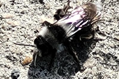 <i>Andrena cineraria</i>