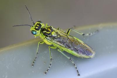 <i>Rhogogaster scalaris</i>