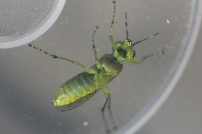 <i>Rhogogaster scalaris</i>
