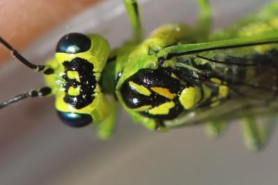 <i>Rhogogaster scalaris</i>