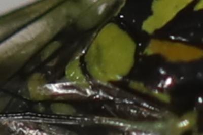 <i>Rhogogaster scalaris</i>