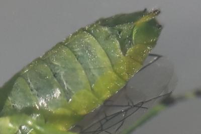 <i>Rhogogaster scalaris</i>