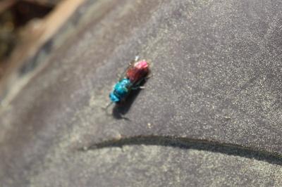 <i>Chrysis</i>