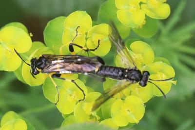 Mouche-à-scie à trois bandes jaunes