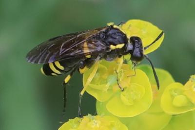 Mouche-à-scie à trois bandes jaunes