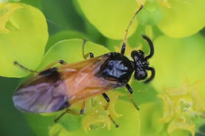 <i>Arge cyanocrocea</i>
