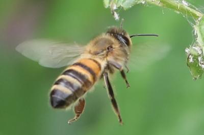 Abeille domestique