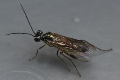 <i>Pachyprotasis rapae</i>