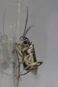 <i>Pachyprotasis rapae</i>