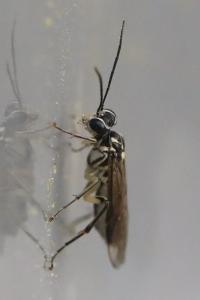 <i>Pachyprotasis rapae</i>