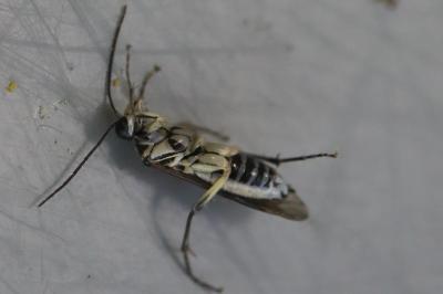 <i>Pachyprotasis rapae</i>