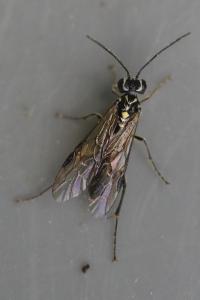 <i>Pachyprotasis rapae</i>