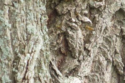 Abeille domestique