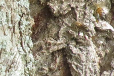 Abeille domestique
