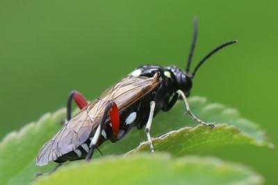 Mouche-à-scie noire à ventre bordé de taches jaunes 