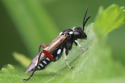 Mouche-à-scie noire à ventre bordé de taches jaunes 