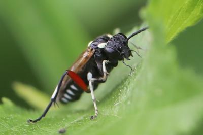 Mouche-à-scie noire à ventre bordé de taches jaunes 