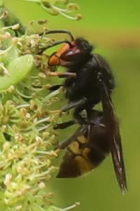 Frelon à pattes jaunes