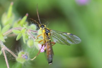Mouche-à-scie perlée
