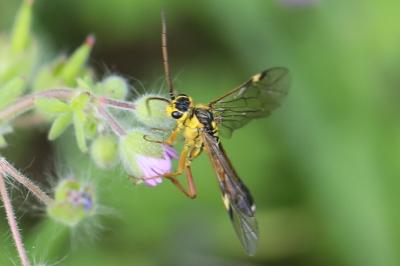 Mouche-à-scie perlée