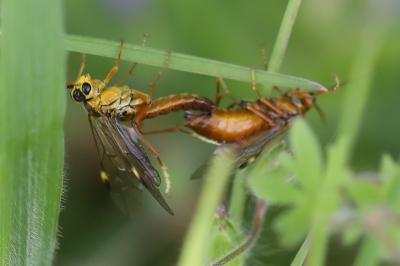 Mouche-à-scie perlée