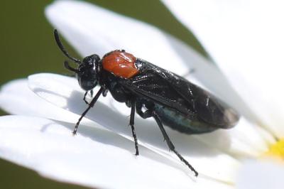 <i>Arge thoracica</i>