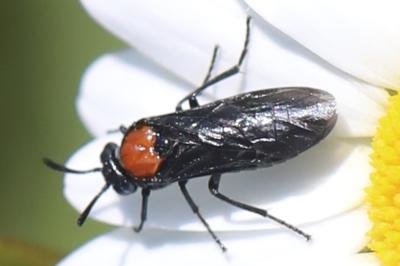 <i>Arge thoracica</i>