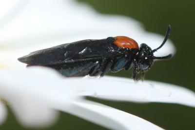 <i>Arge thoracica</i>
