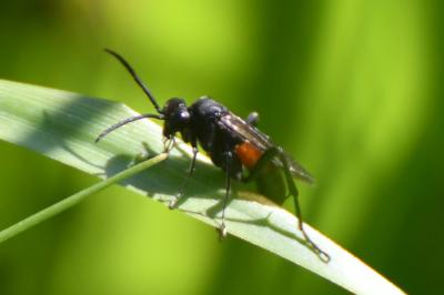 Mouche-à-scie noire