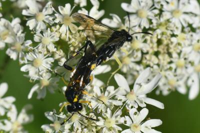 Mouche-à-scie à trois bandes jaunes