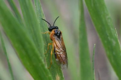 <i>Selandria serva</i>