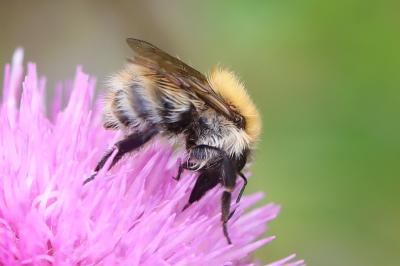 <i>Bombus pascuorum/humilis/muscorum</i>