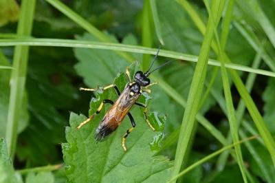 Mouche-à-scie noire