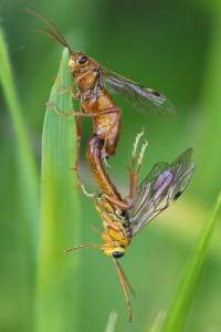 Mouche-à-scie perlée