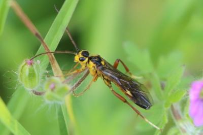 Mouche-à-scie perlée