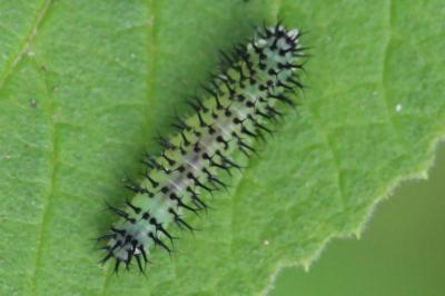 <i>Periclista pubescens</i>