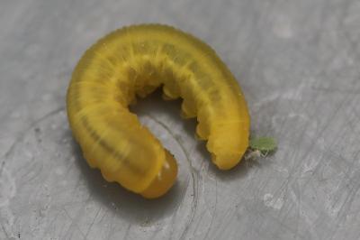 <i>Periclista lineolata</i>