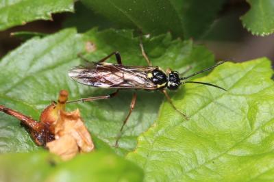 <i>Tenthredopsis</i>