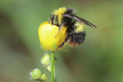 Bourdon des prés