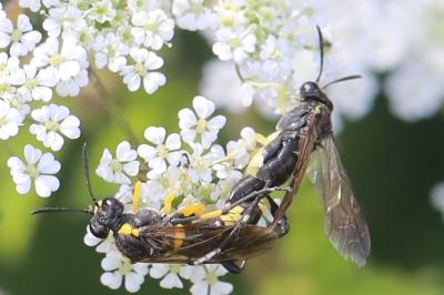 Mouche-à-scie à trois bandes jaunes